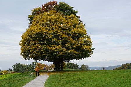 person walking near tree during daytime thumbnail