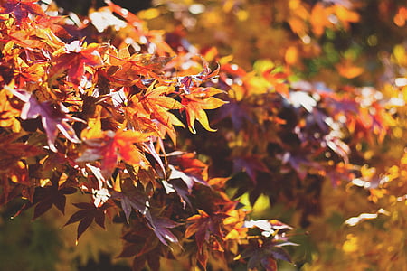 depth of field photography of yellow tree thumbnail