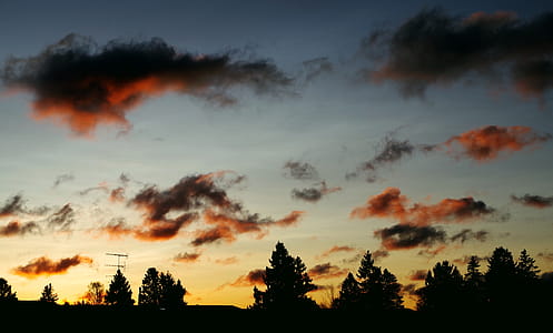 Silhouettes of Trees During Dawn thumbnail