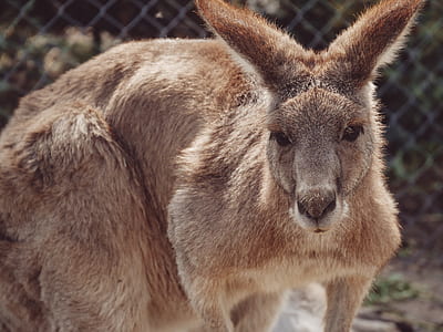 brown kangaroo thumbnail