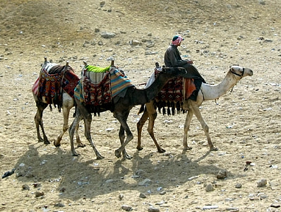 three camels on desert during daytime thumbnail