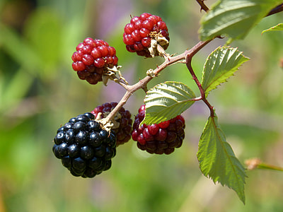 red and black berries at daytime thumbnail