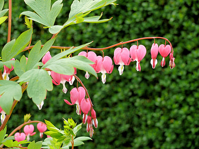 pink flowers thumbnail