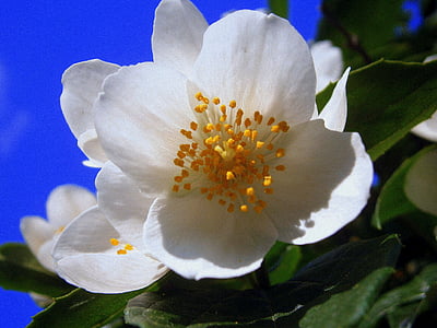 close up photo of white cherry blossoms in bloom at daytime thumbnail
