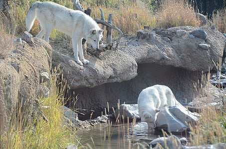 white wolf on river thumbnail