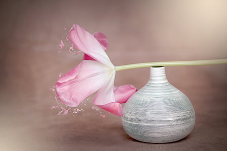 pink tulip flower on gray vase thumbnail