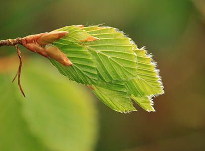 closed-up photography of green leaf thumbnail