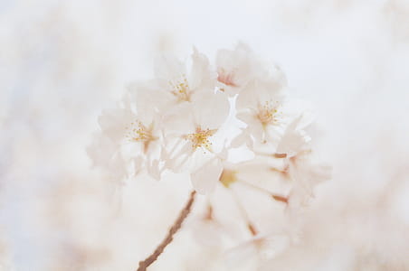 Close-Up Photography of White Flowers thumbnail