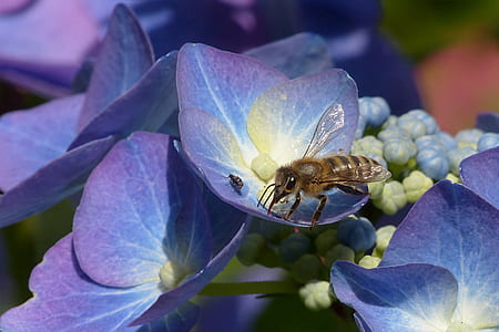 honeybee sipping purple petaled flowers nectar thumbnail