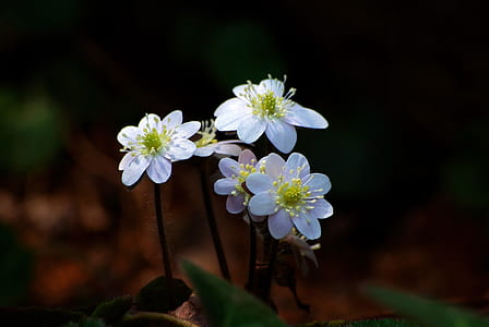 white flowers in selective focus photography thumbnail