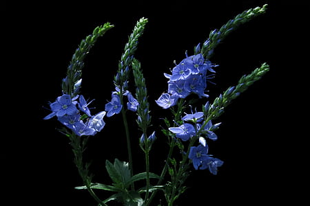 purple flowers with green leaves thumbnail