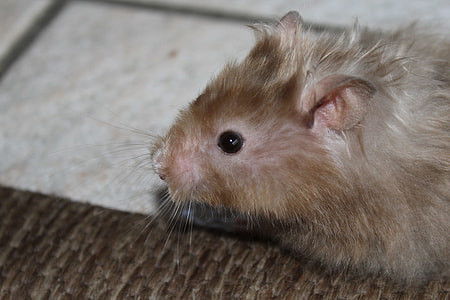 beige mouse on brown surface thumbnail