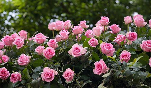 photo of pink petaled flowering plants thumbnail