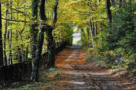 pathway between trees thumbnail