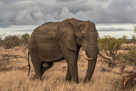 elephant in forest thumbnail