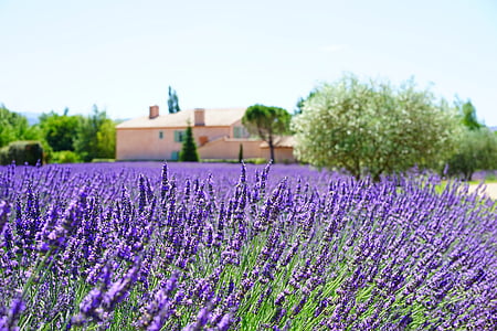 field of lavender thumbnail