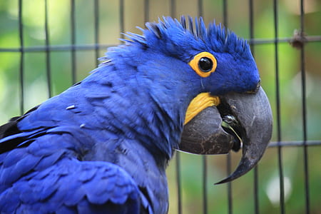 blue beaked bird thumbnail