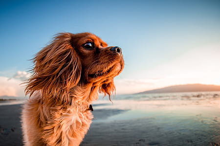 adult American cocker Spaniel digital wallpaper thumbnail