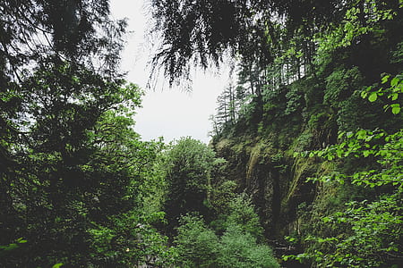 green trees thumbnail