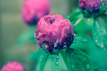 close-up photography red petaled flowers thumbnail