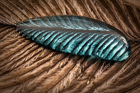 brown feather with water dew thumbnail