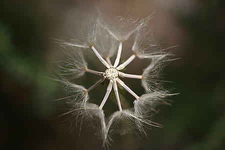 selective focus photo of white dandelion flower thumbnail