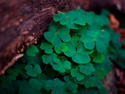 nature, leaves, environment, macro thumbnail