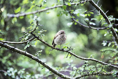 hummingbird on stem thumbnail