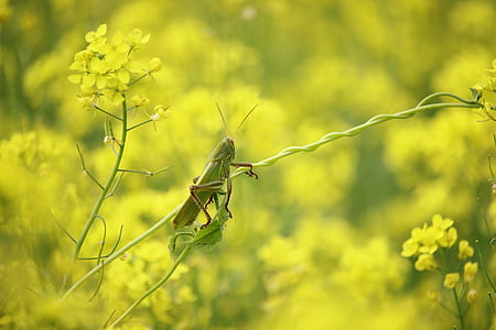 green grasshopper perched on green vine in selective focus photography thumbnail