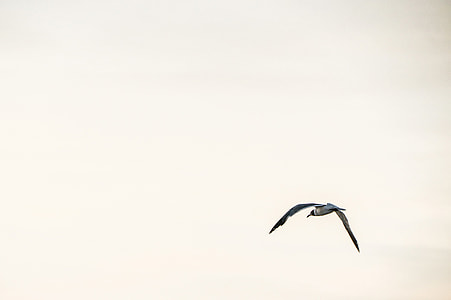 Photo of a seagull bird in flight against a clear sky thumbnail