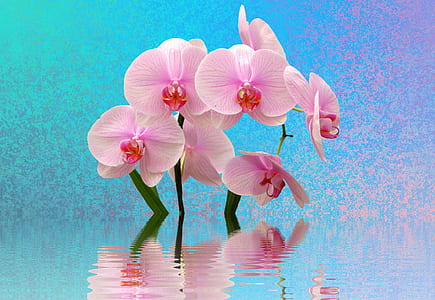 pink orchids thumbnail