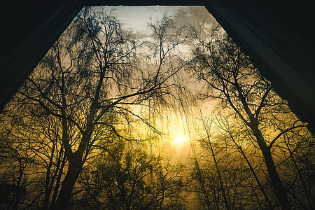 forest trees thumbnail