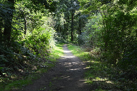road between trees taken during daytime thumbnail