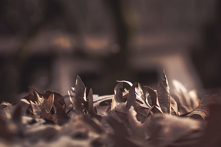 macro shot of dried leaves thumbnail