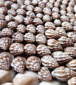 photo of brown and beige seashells thumbnail