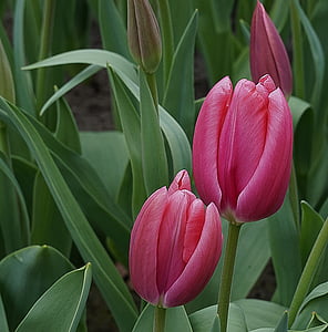 macro photo of pink tulips thumbnail