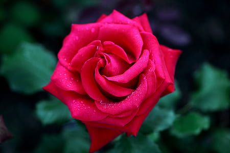 shallow focus photography of red rose thumbnail