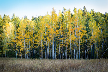 woods under blue day sky thumbnail