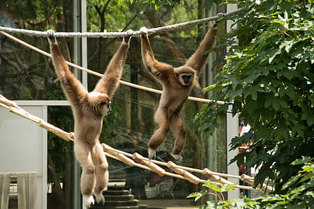 two brown baboons hanging on brown branches thumbnail