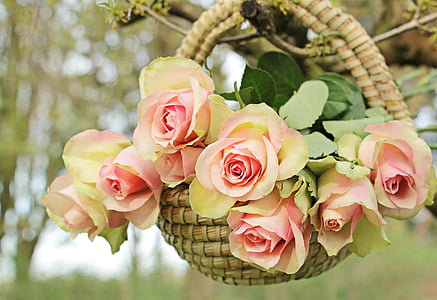 pink-and-yellow roses in brown wicker basket hanged on tree branch selective focus photo thumbnail