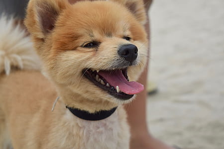 adult brown Pomeranian thumbnail
