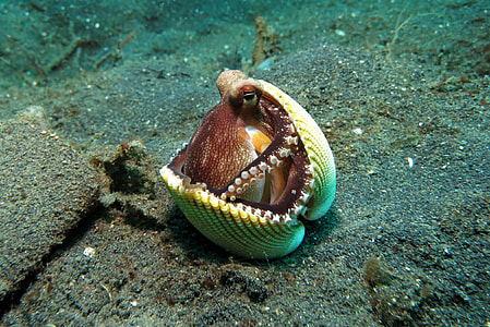 brown octopus hiding under yellow clam shell closeup photo thumbnail