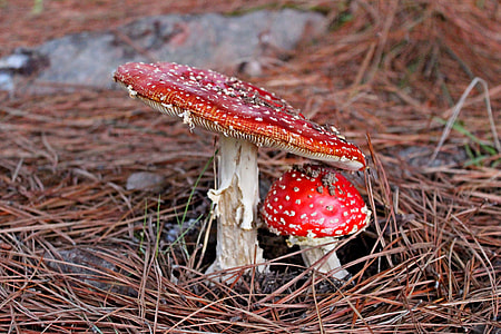 two red mushrooms on brown soil thumbnail