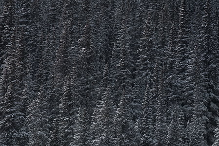 pine tree in forest thumbnail