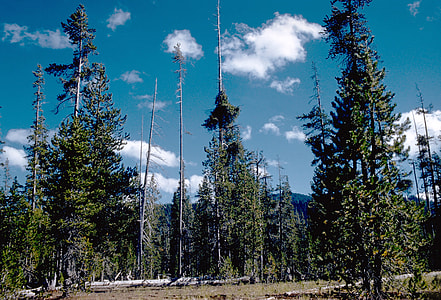 Forest at Crater Lake National Park, Oregon thumbnail