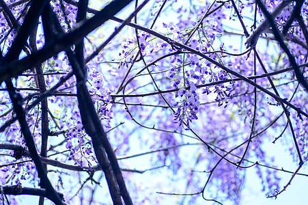purple leafed tree during daytime thumbnail