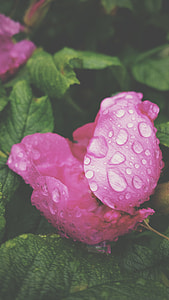 close up photo of pink rose with water jews thumbnail