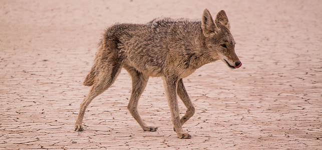gray animal walking on dried land during daytime thumbnail