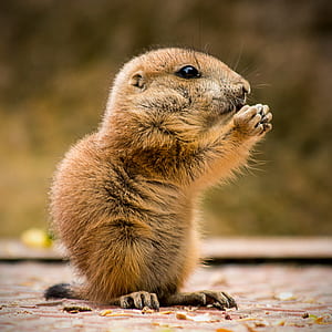 squirrel on brown surface during day thumbnail