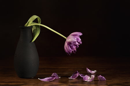 purple flower with petal falling at table thumbnail
